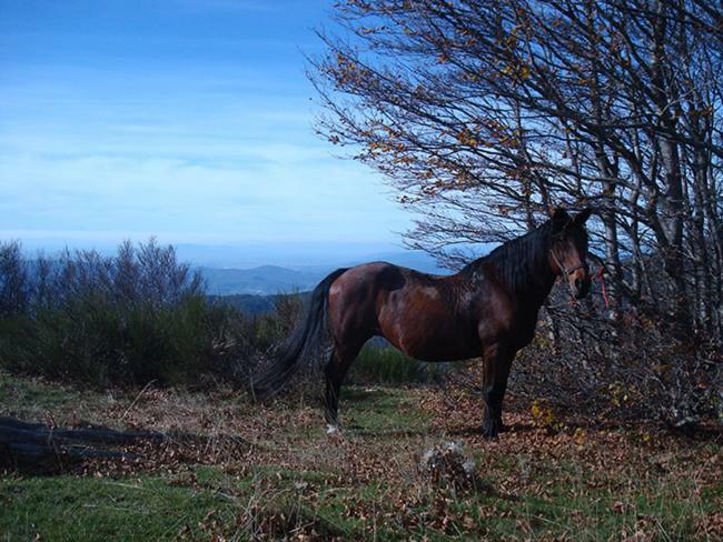 Tenuta Selvaggia Reggello Buitenkant foto