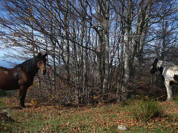 Tenuta Selvaggia Reggello Buitenkant foto